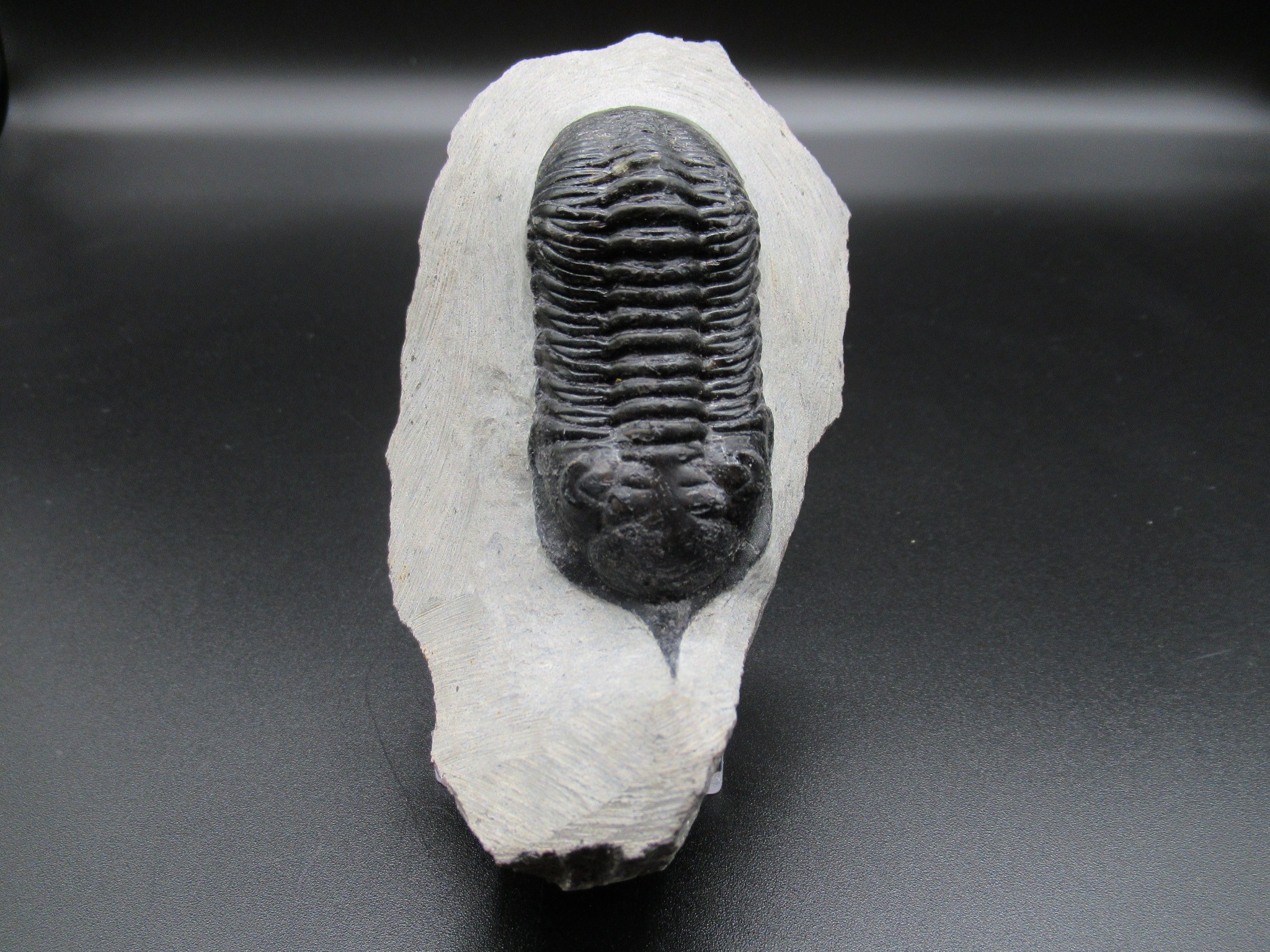 Morocco Devonian Moroccanites Trilobite 17a | Fossils for Sale Genuine Devonian Age Moroccanites Trilobite Fossils for Sale from Morocco #17a