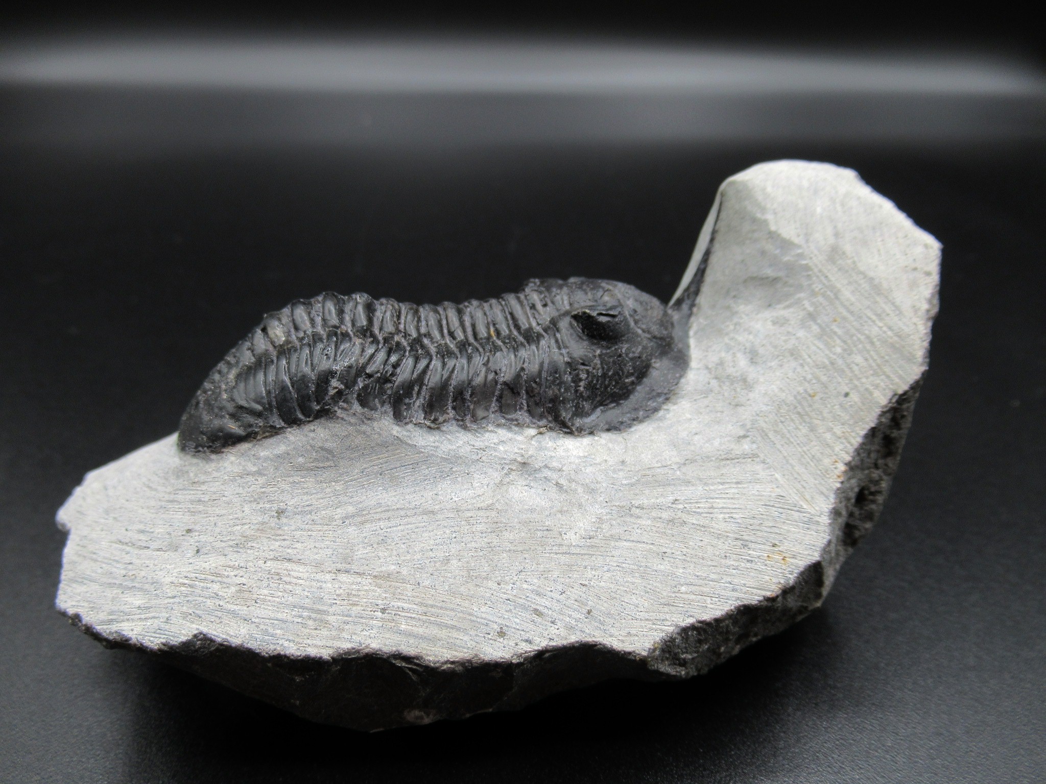 Morocco Devonian Moroccanites Trilobite 17b | Fossils for Sale Genuine Devonian Age Moroccanites Trilobite Fossils for Sale from Morocco #17b