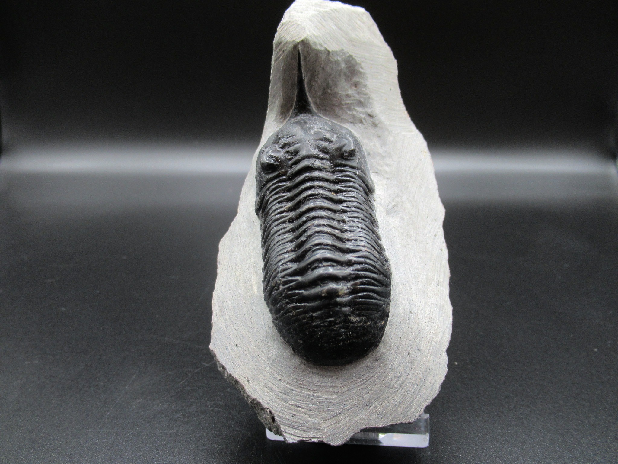 Morocco Devonian Moroccanites Trilobite 17c | Fossils for Sale Genuine Devonian Age Moroccanites Trilobite Fossils for Sale from Morocco #17c