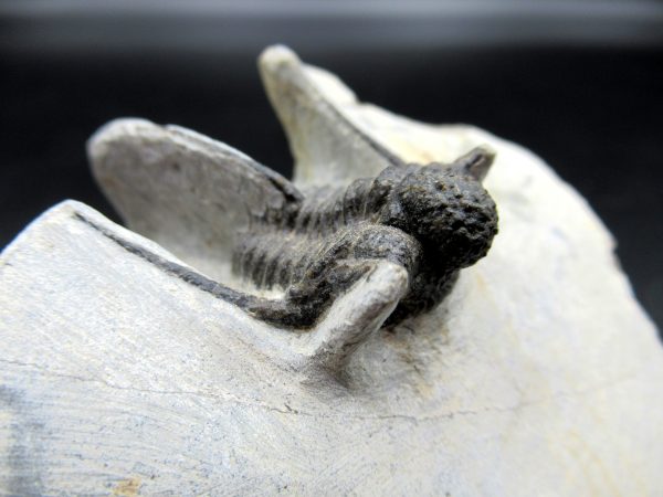 Genuine Devonian Age Otarion Trilobite Fossils for Sale from Morocco #6b