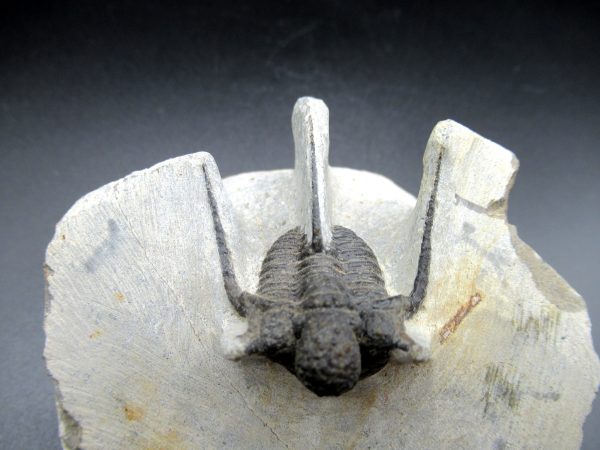 Genuine Devonian Age Otarion Trilobite Fossils for Sale from Morocco #6c