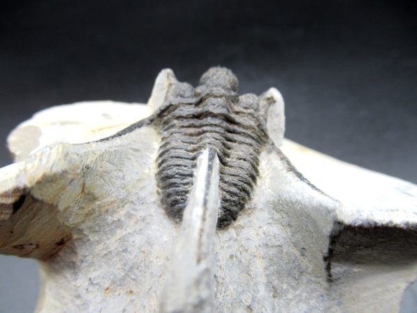 Genuine Devonian Age Otarion Trilobite Fossils for Sale from Morocco #6d