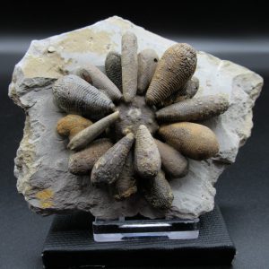 Genuine Jurassic Age Club Sea Urchin Fossils for Sale from Morocco #1