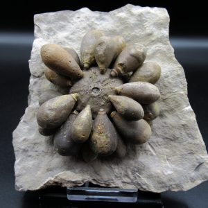 Genuine Jurassic Age Club Sea Urchin Fossils for Sale from Morocco #11