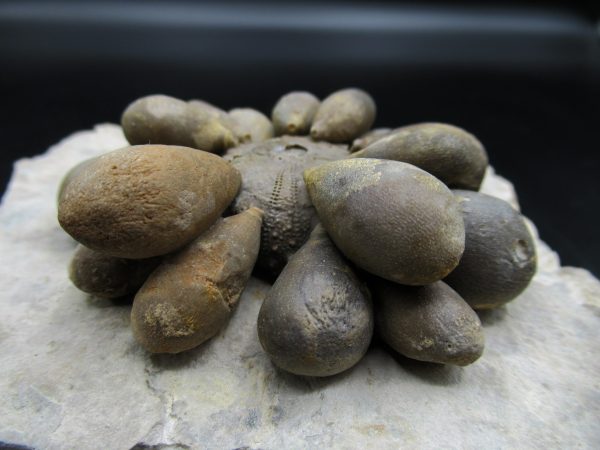 Genuine Jurassic Age Club Sea Urchin Fossils for Sale from Morocco #11d