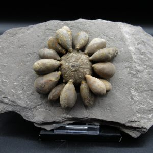 Genuine Jurassic Age Club Sea Urchin Fossils for Sale from Morocco #12