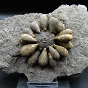 Genuine Jurassic Age Club Sea Urchin Fossils for Sale from Morocco #13