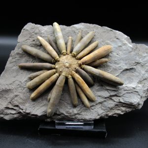 Genuine Jurassic Age Club Sea Urchin Fossils for Sale from Morocco #14