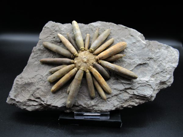 Genuine Jurassic Age Club Sea Urchin Fossils for Sale from Morocco #14