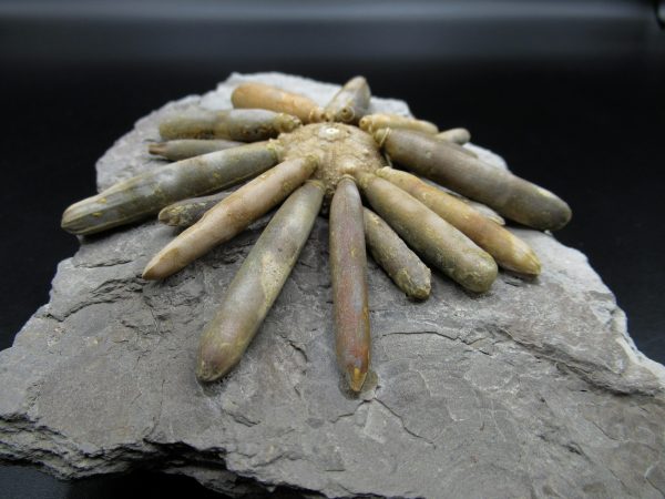 Genuine Jurassic Age Club Sea Urchin Fossils for Sale from Morocco #14d