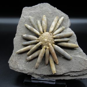 Genuine Jurassic Age Club Sea Urchin Fossils for Sale from Morocco #15