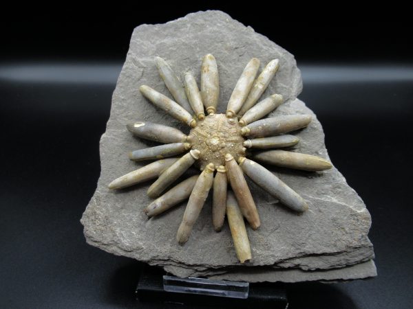 Genuine Jurassic Age Club Sea Urchin Fossils for Sale from Morocco #15