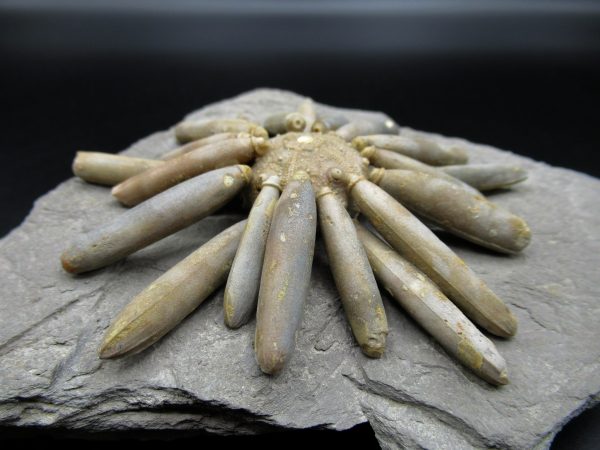 Genuine Jurassic Age Club Sea Urchin Fossils for Sale from Morocco #15b