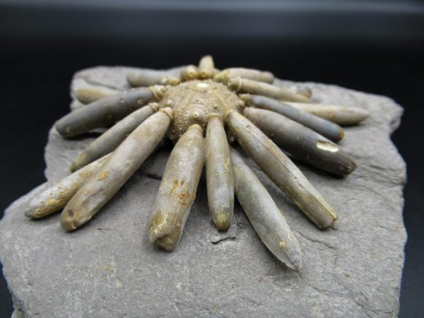 Genuine Jurassic Age Club Sea Urchin Fossils for Sale from Morocco #15c