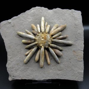 Genuine Jurassic Age Club Sea Urchin Fossils for Sale from Morocco #16