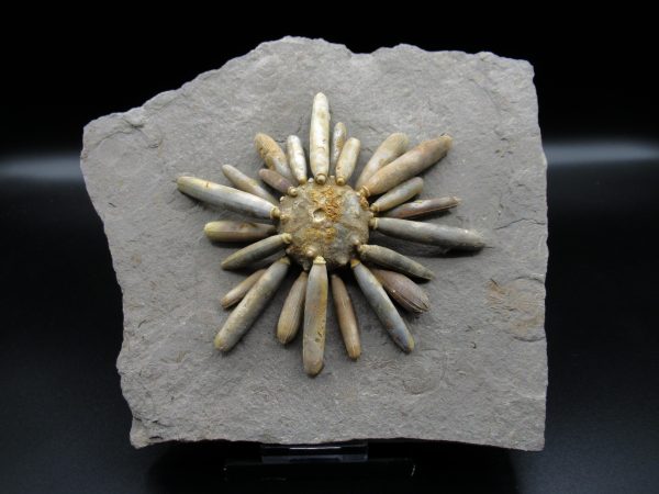 Genuine Jurassic Age Club Sea Urchin Fossils for Sale from Morocco #16