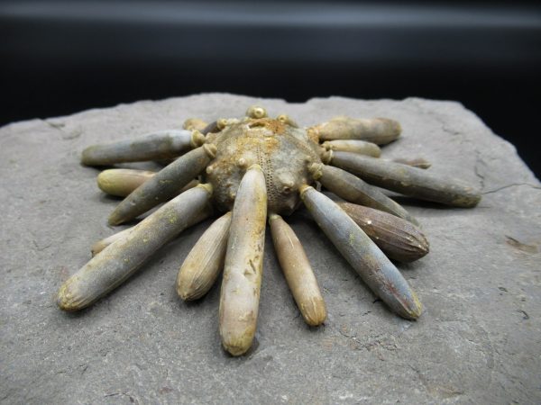 Genuine Jurassic Age Club Sea Urchin Fossils for Sale from Morocco #16a