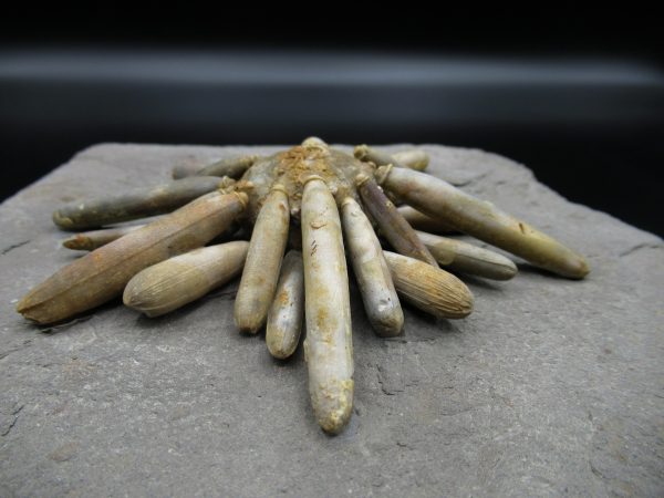 Genuine Jurassic Age Club Sea Urchin Fossils for Sale from Morocco #16c