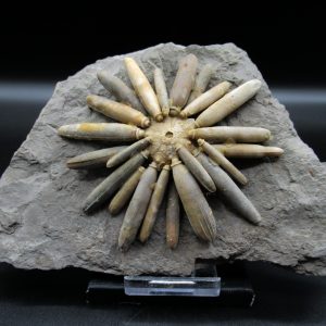 Genuine Jurassic Age Club Sea Urchin Fossils for Sale from Morocco #17