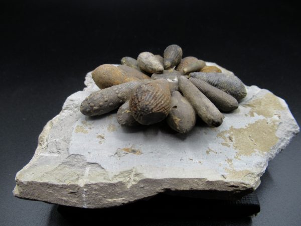 Genuine Jurassic Age Club Sea Urchin Fossils for Sale from Morocco #1a