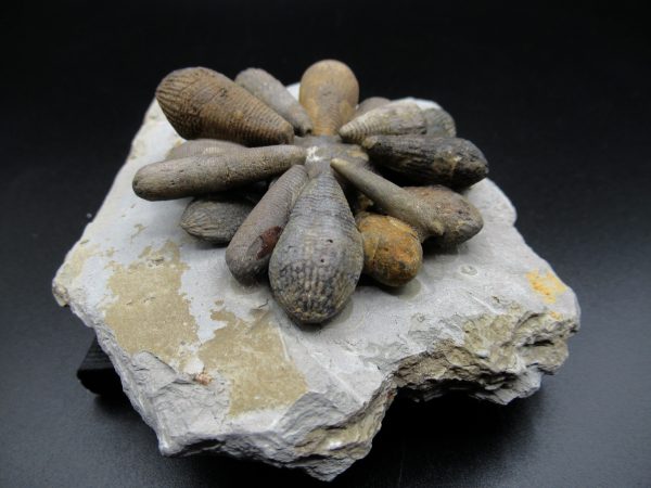 Genuine Jurassic Age Club Sea Urchin Fossils for Sale from Morocco #1b