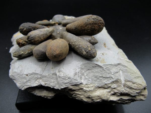 Genuine Jurassic Age Club Sea Urchin Fossils for Sale from Morocco #1d