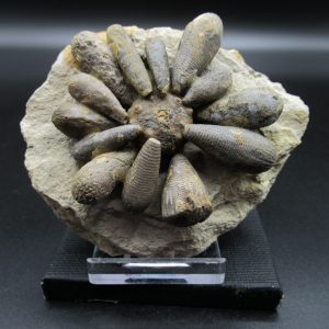 Genuine Jurassic Age Club Sea Urchin Fossils for Sale from Morocco #2