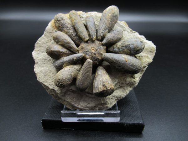 Genuine Jurassic Age Club Sea Urchin Fossils for Sale from Morocco #2