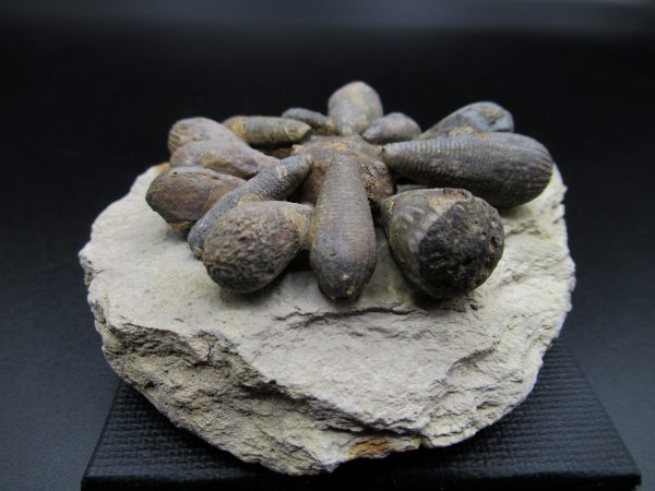 Genuine Jurassic Age Club Sea Urchin Fossils for Sale from Morocco #2a