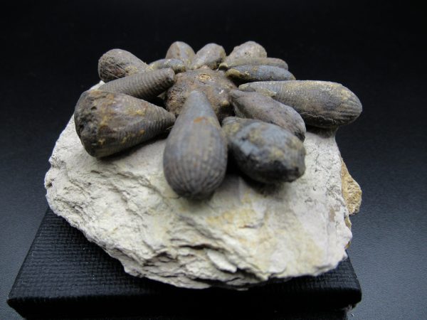 Genuine Jurassic Age Club Sea Urchin Fossils for Sale from Morocco #2b