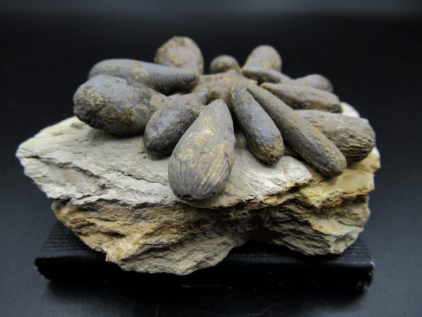 Genuine Jurassic Age Club Sea Urchin Fossils for Sale from Morocco #2c