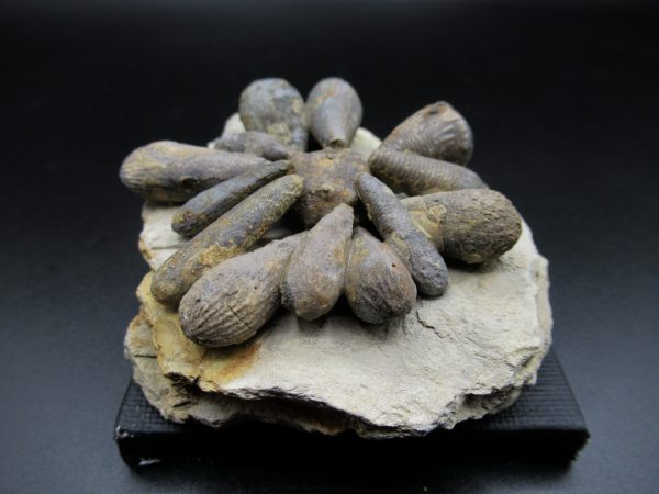 Genuine Jurassic Age Club Sea Urchin Fossils for Sale from Morocco #2d