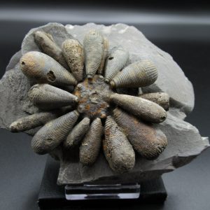 Genuine Jurassic Age Club Sea Urchin Fossils for Sale from Morocco #3