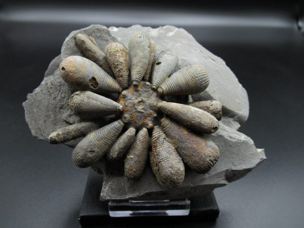 Genuine Jurassic Age Club Sea Urchin Fossils for Sale from Morocco #3