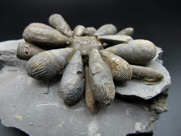 Genuine Jurassic Age Club Sea Urchin Fossils for Sale from Morocco #3c