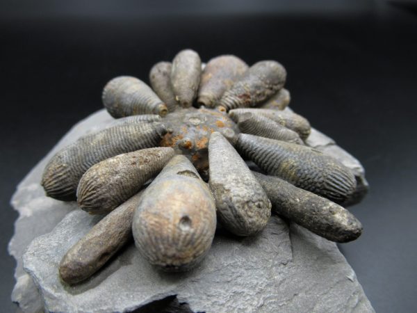 Genuine Jurassic Age Club Sea Urchin Fossils for Sale from Morocco #3d