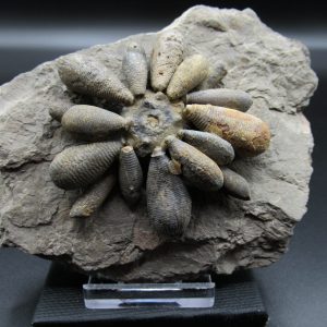 Genuine Jurassic Age Club Sea Urchin Fossils for Sale from Morocco #4