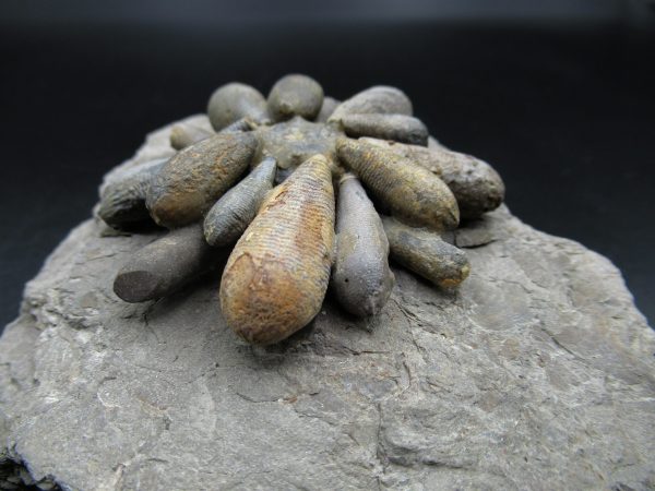 Genuine Jurassic Age Club Sea Urchin Fossils for Sale from Morocco #4b