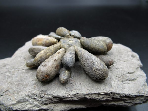 Genuine Jurassic Age Club Sea Urchin Fossils for Sale from Morocco #4c