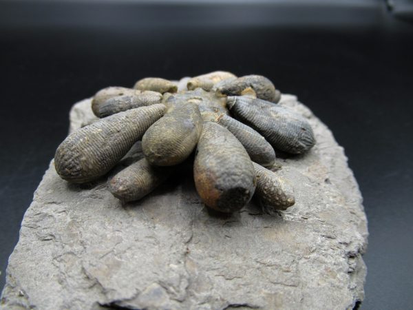 Genuine Jurassic Age Club Sea Urchin Fossils for Sale from Morocco #4d