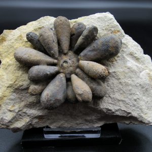 Genuine Jurassic Age Club Sea Urchin Fossils for Sale from Morocco #5