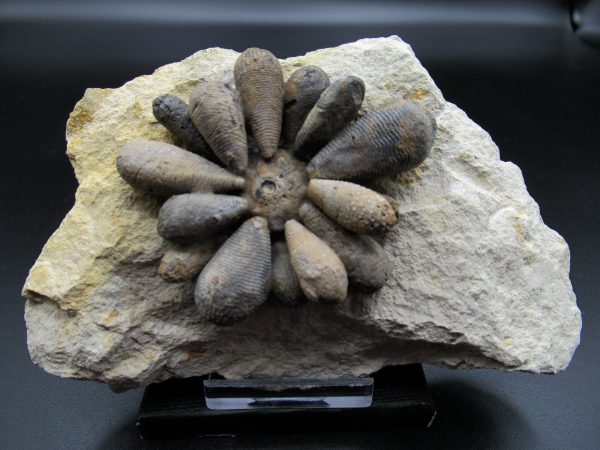 Genuine Jurassic Age Club Sea Urchin Fossils for Sale from Morocco #5