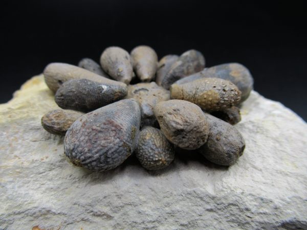 Genuine Jurassic Age Club Sea Urchin Fossils for Sale from Morocco #5a