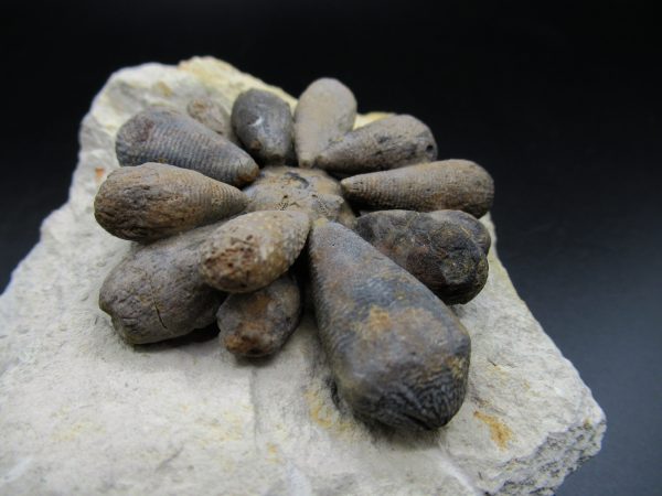 Genuine Jurassic Age Club Sea Urchin Fossils for Sale from Morocco #5b