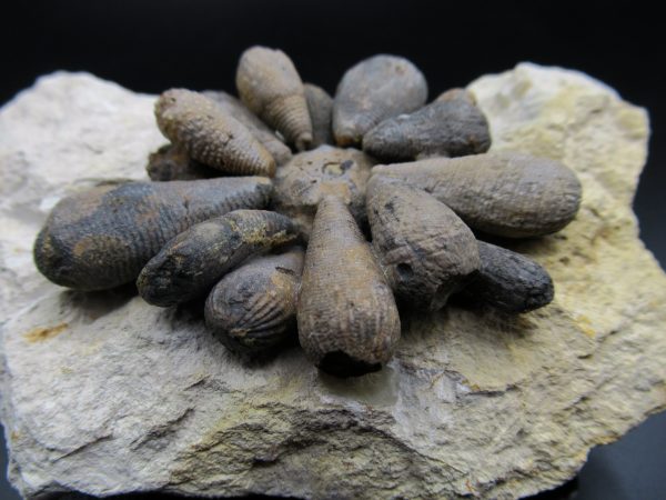 Genuine Jurassic Age Club Sea Urchin Fossils for Sale from Morocco #5c