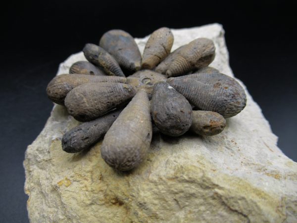 Genuine Jurassic Age Club Sea Urchin Fossils for Sale from Morocco #5d