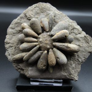 Genuine Jurassic Age Club Sea Urchin Fossils for Sale from Morocco #6