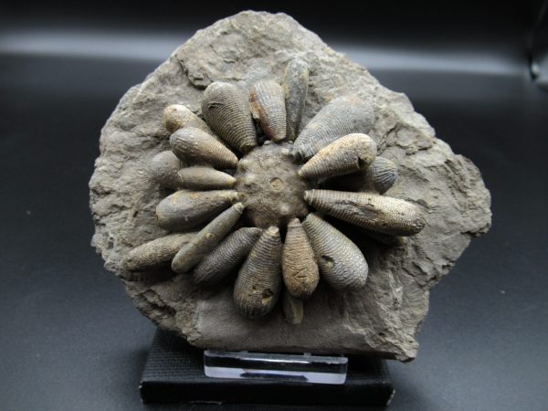 Genuine Jurassic Age Club Sea Urchin Fossils for Sale from Morocco #6