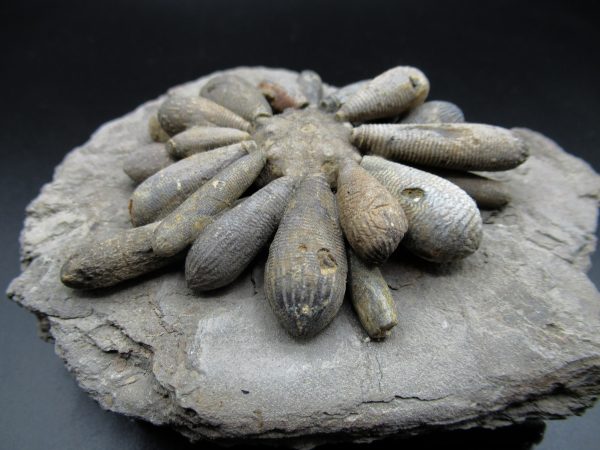 Genuine Jurassic Age Club Sea Urchin Fossils for Sale from Morocco #6a