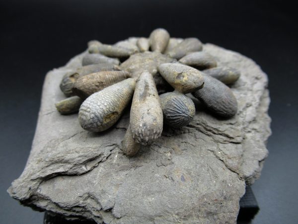 Genuine Jurassic Age Club Sea Urchin Fossils for Sale from Morocco #6b